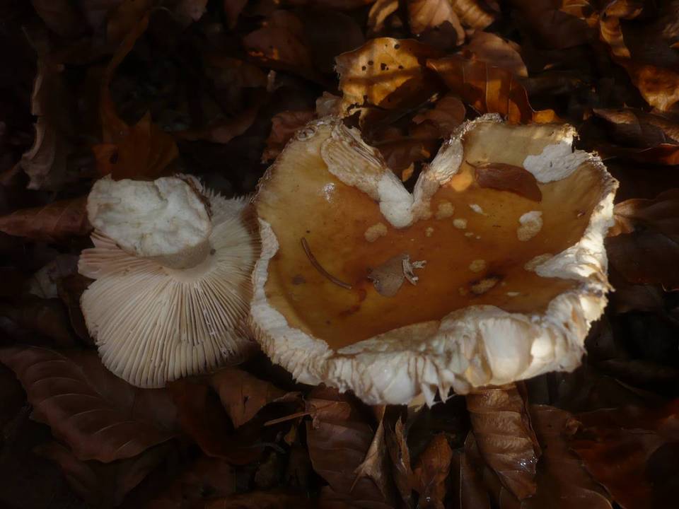 Russula fellea image