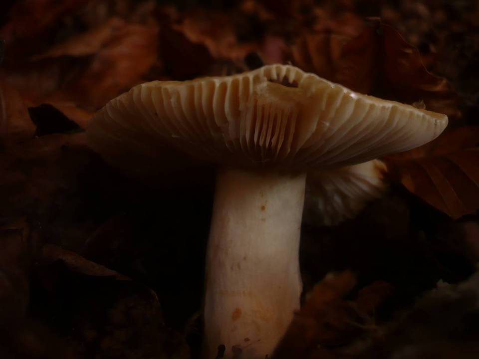 Russula fellea image