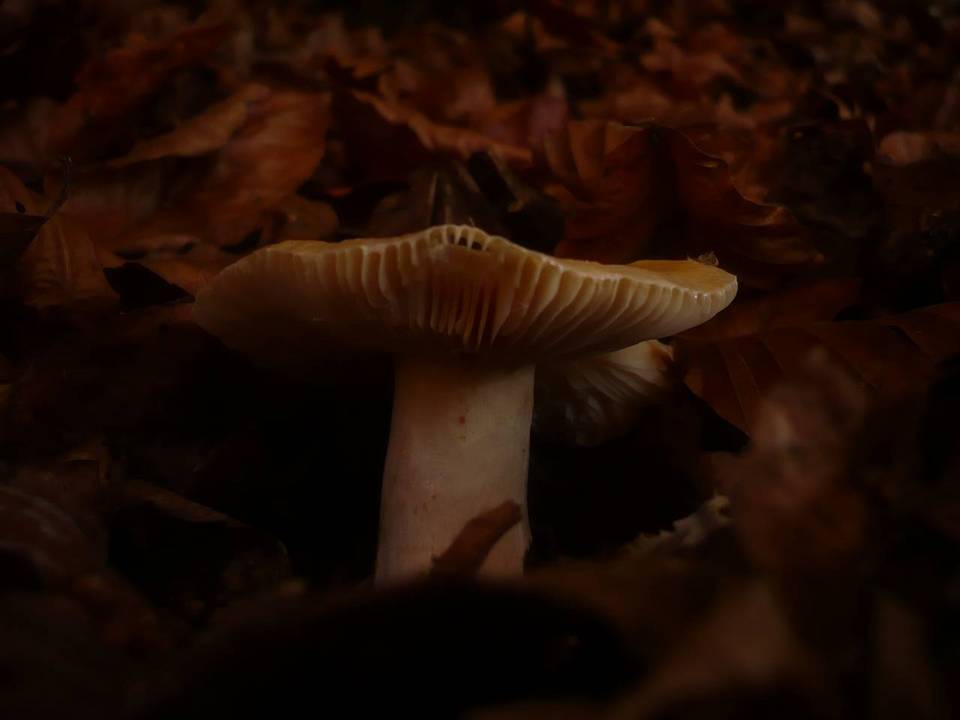 Russula fellea image