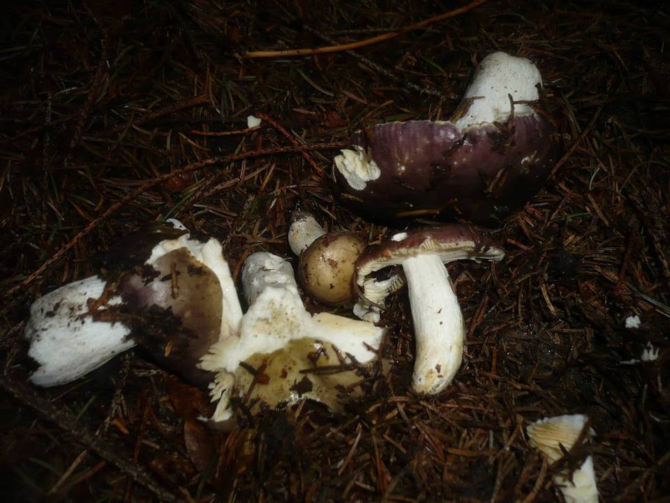 Russula cuprea image