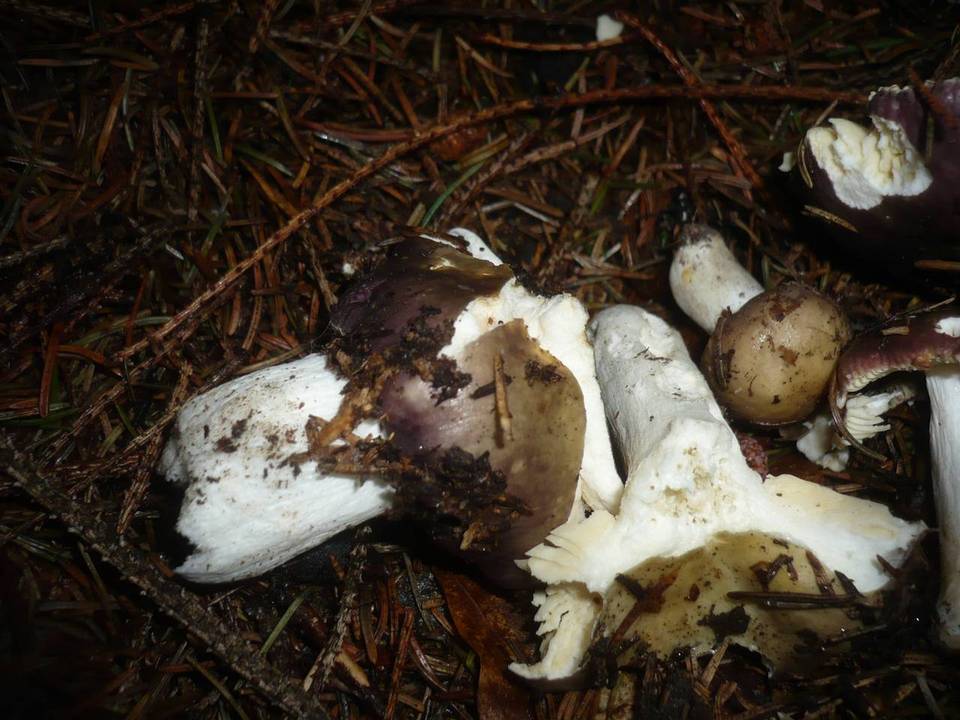 Russula cuprea image