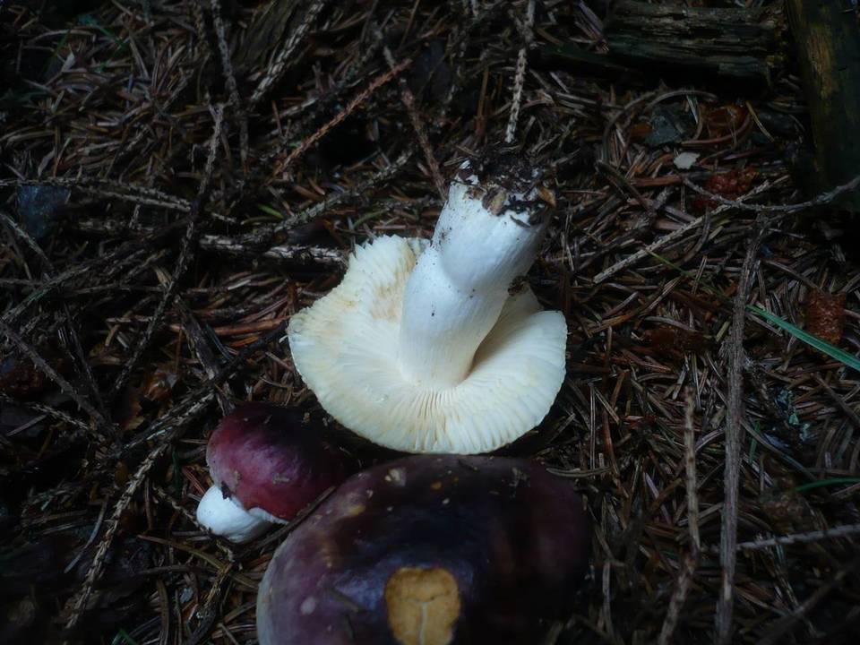 Russula cuprea image