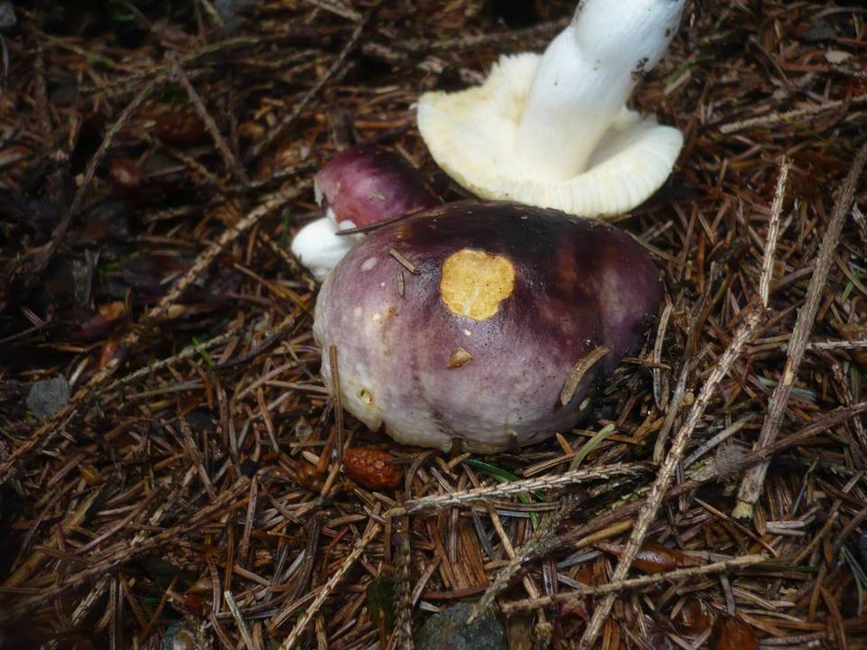 Russula cuprea image