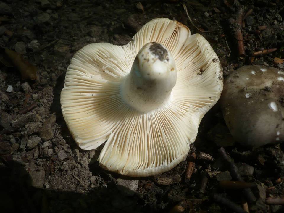 Russula insignis image