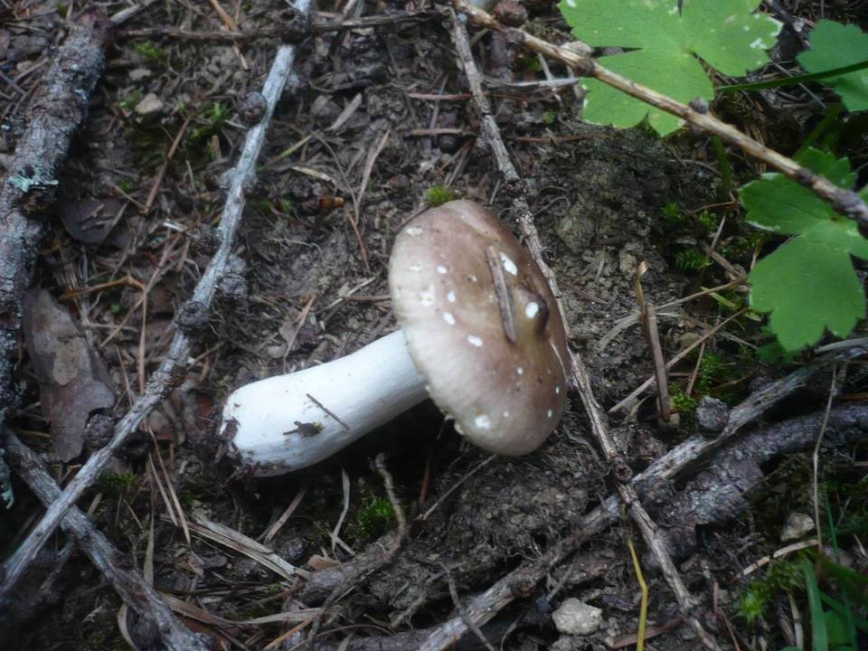 Russula laricina image