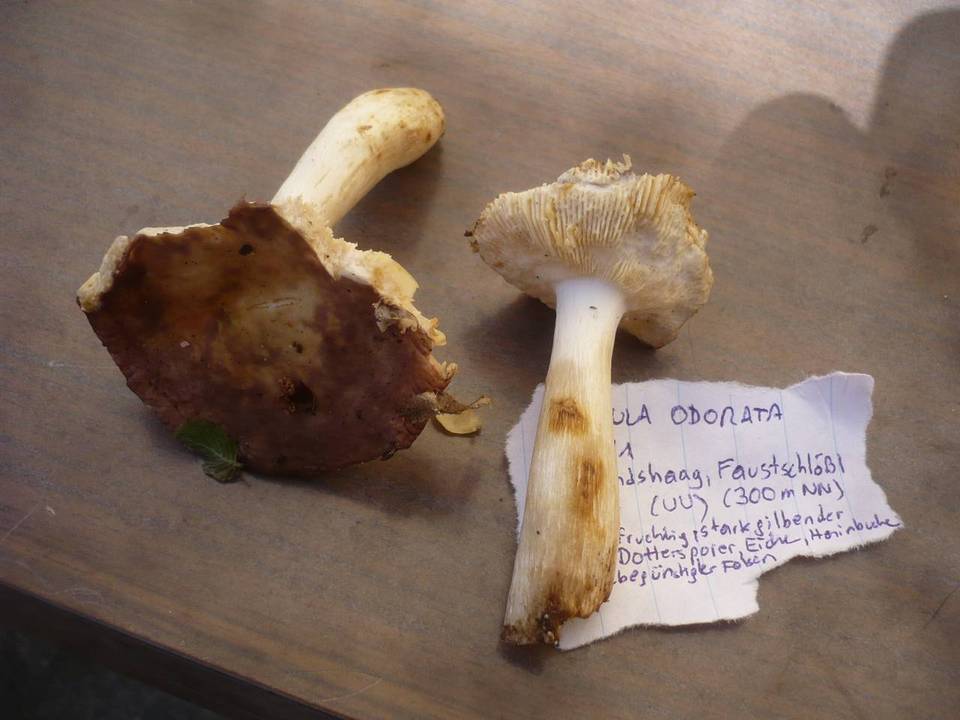 Russula odorata image