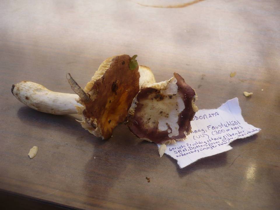 Russula odorata image