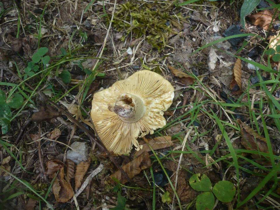 Russula pallidospora image