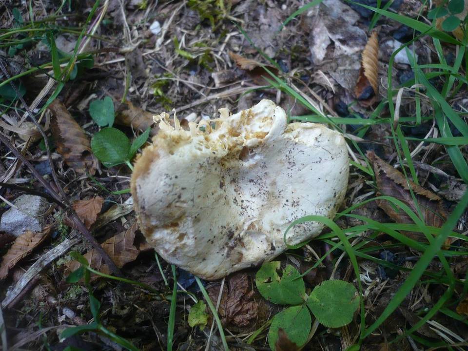 Russula pallidospora image