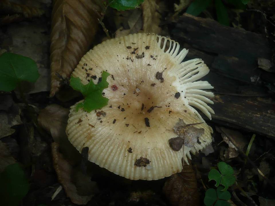 Russula praetervisa image