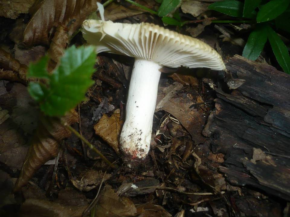 Russula praetervisa image