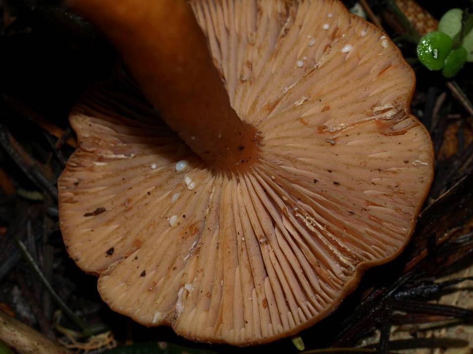 Lactarius luculentus image