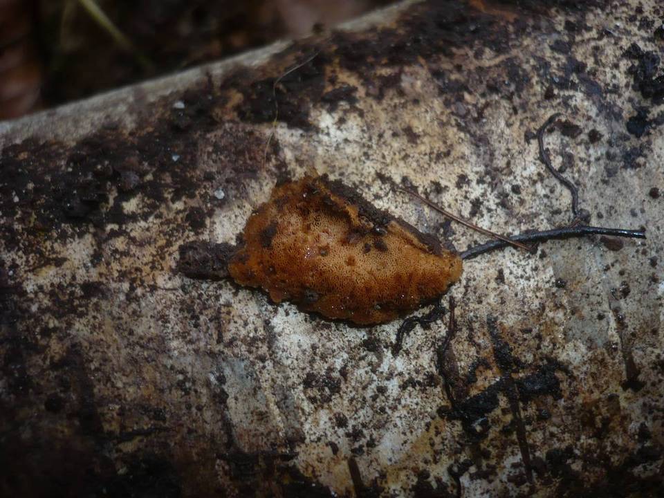 Schizopora flavipora image