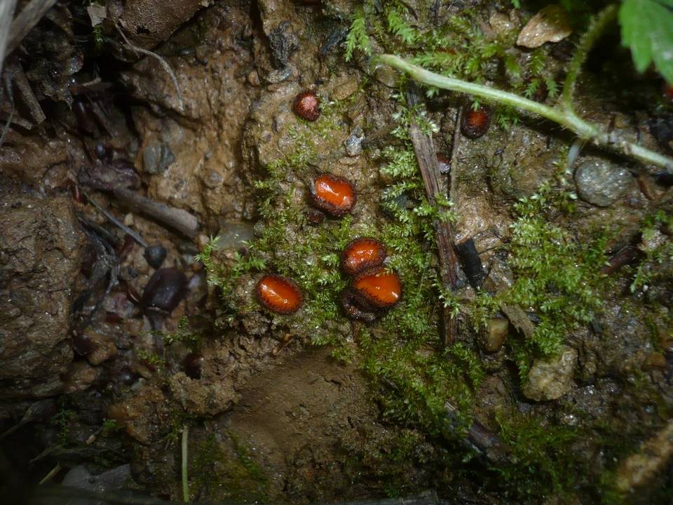 Scutellinia trechispora image
