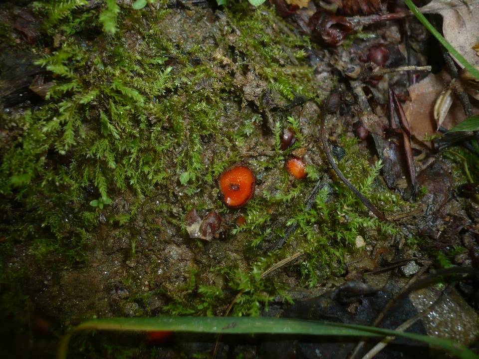 Scutellinia trechispora image