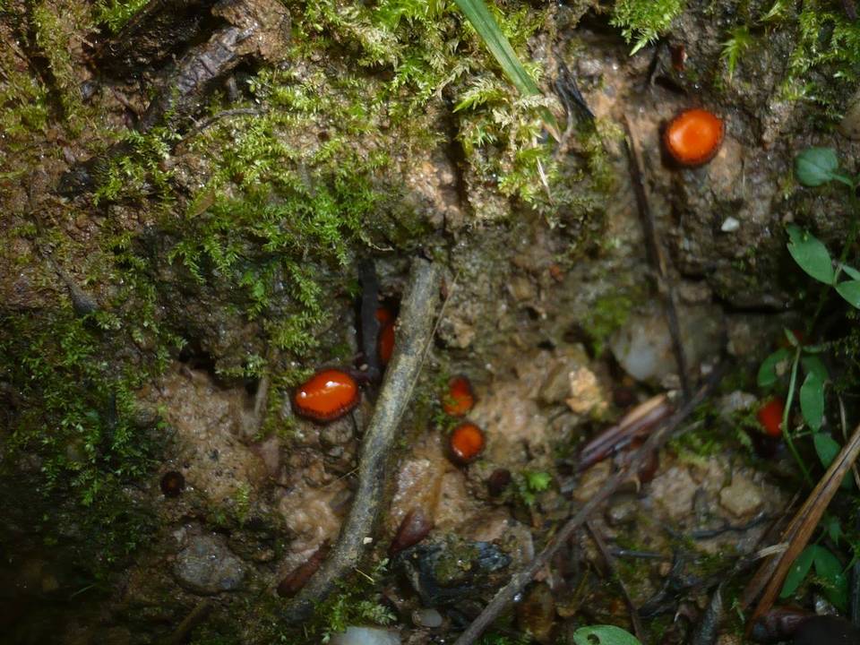 Scutellinia trechispora image