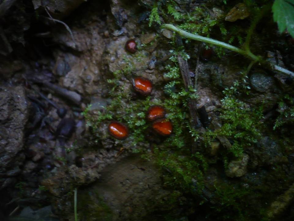 Scutellinia trechispora image