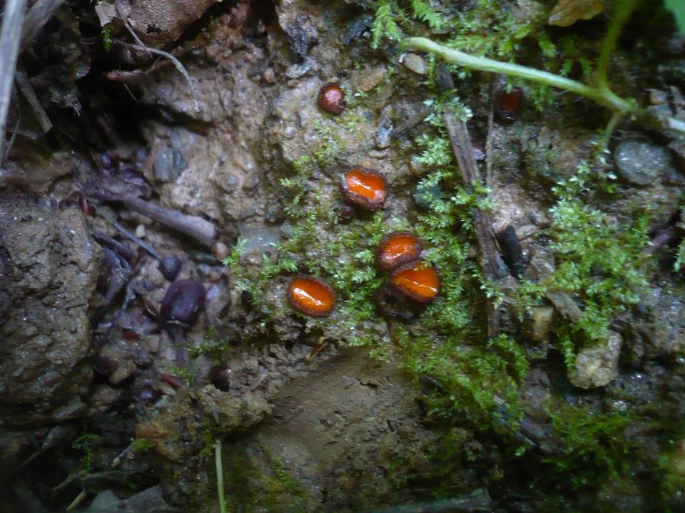 Scutellinia trechispora image