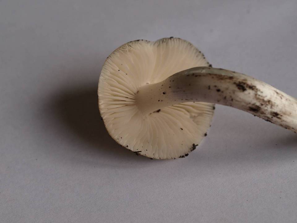 Hygrocybe fornicata var. fornicata image