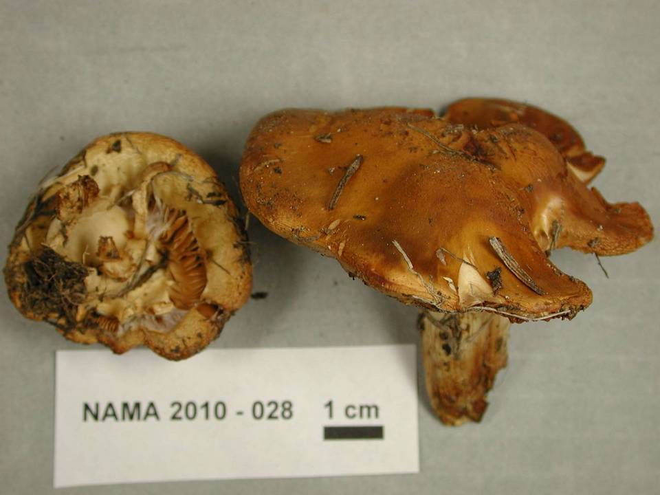 Cortinarius variosimilis image