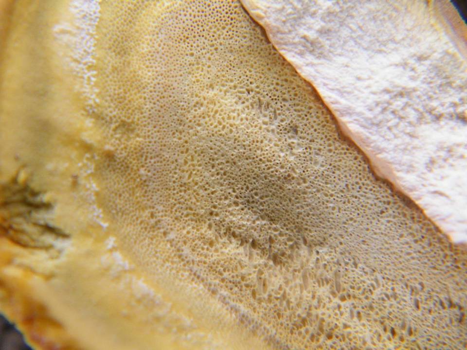 Laetiporus squalidus image