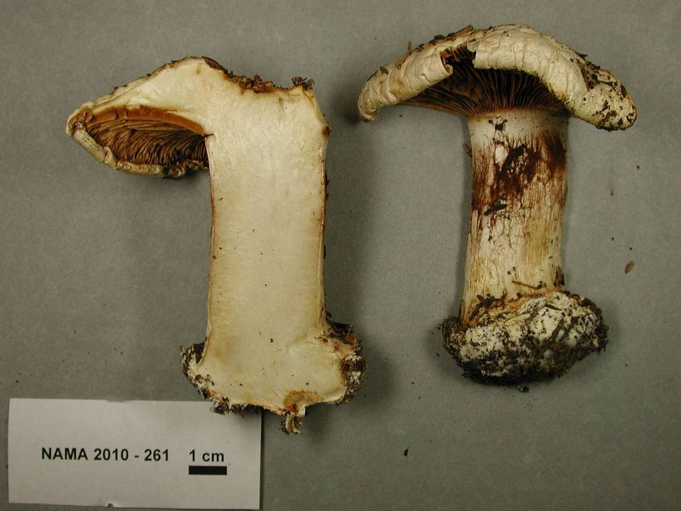 Cortinarius caesiostramineus image
