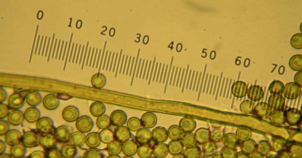 Bovista aestivalis image