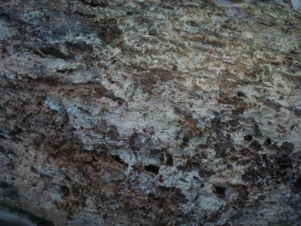 Hyphoderma setigerum image