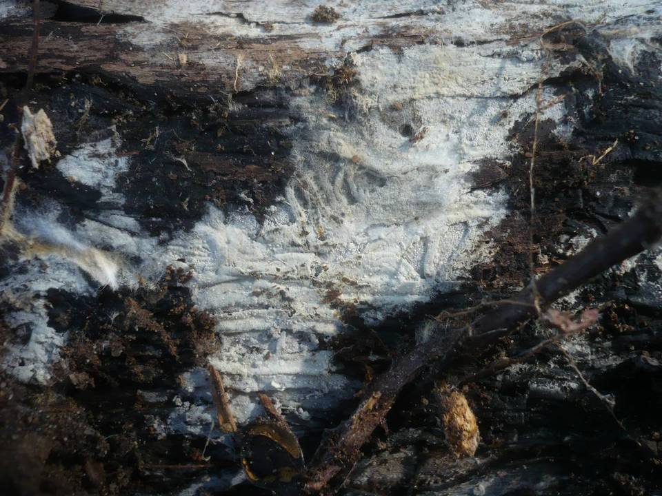 Sistotrema coroniferum image