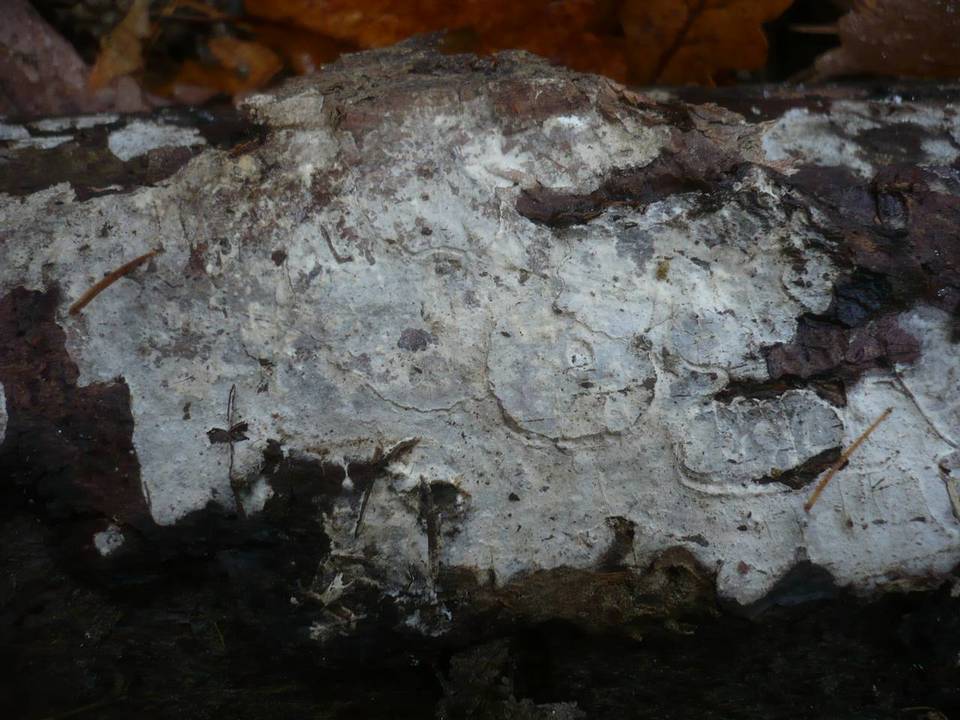 Scytinostroma odoratum image