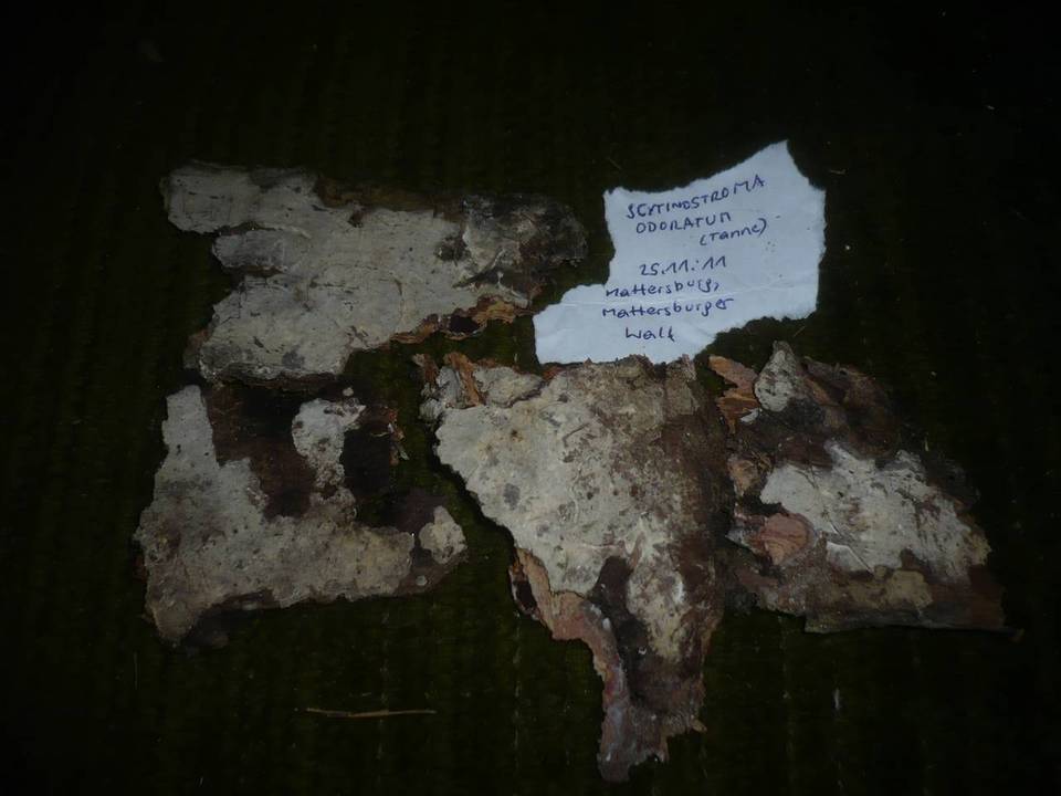 Scytinostroma odoratum image
