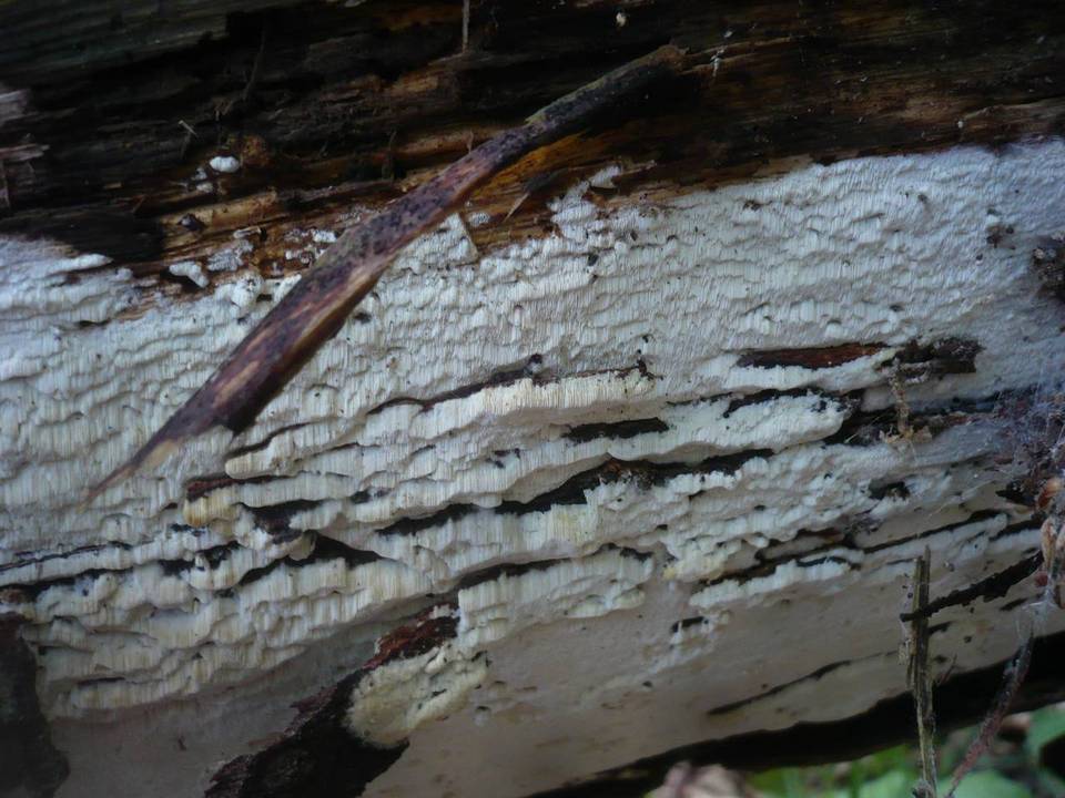 Sidera lenis image