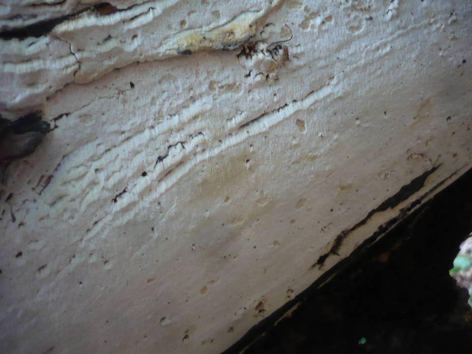 Sidera lenis image