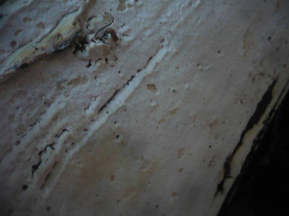 Sidera lenis image