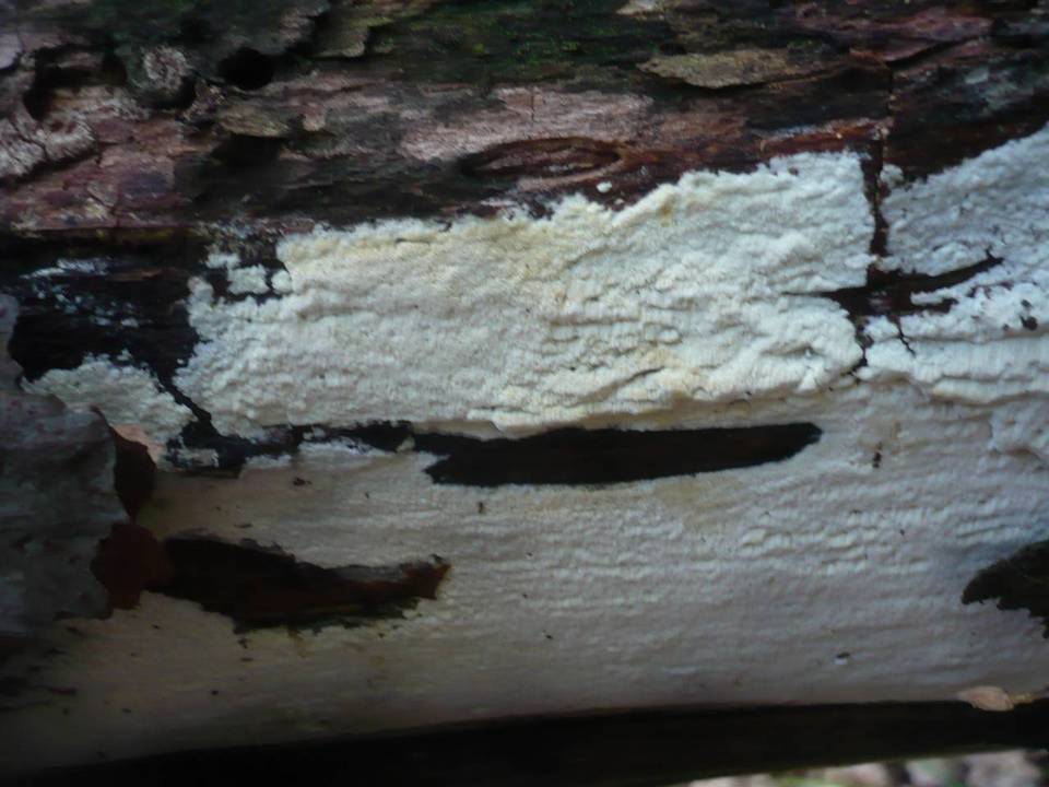 Sidera lenis image
