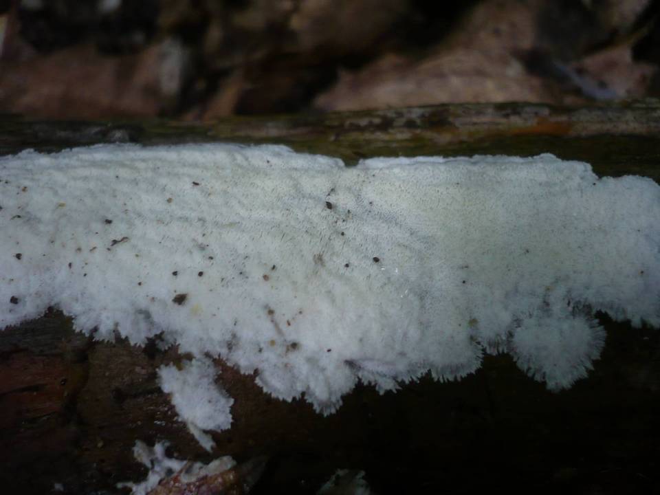 Sidera lenis image