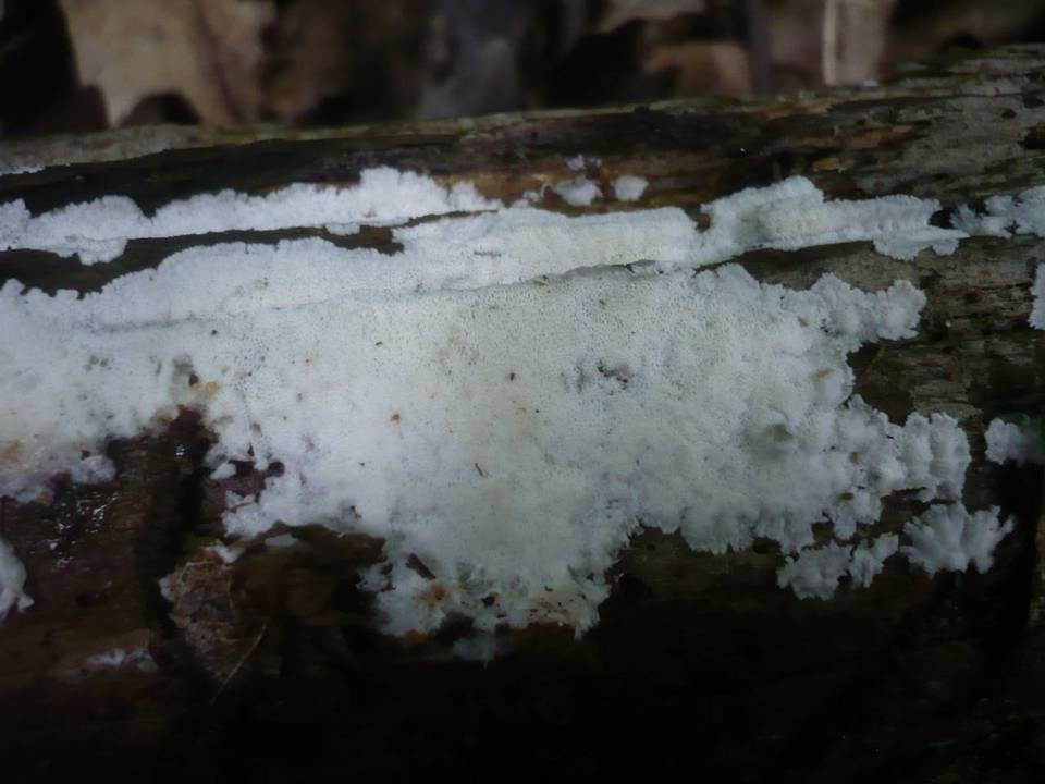 Sidera lenis image