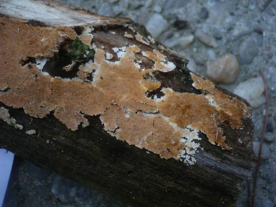 Steccherinum robustius image