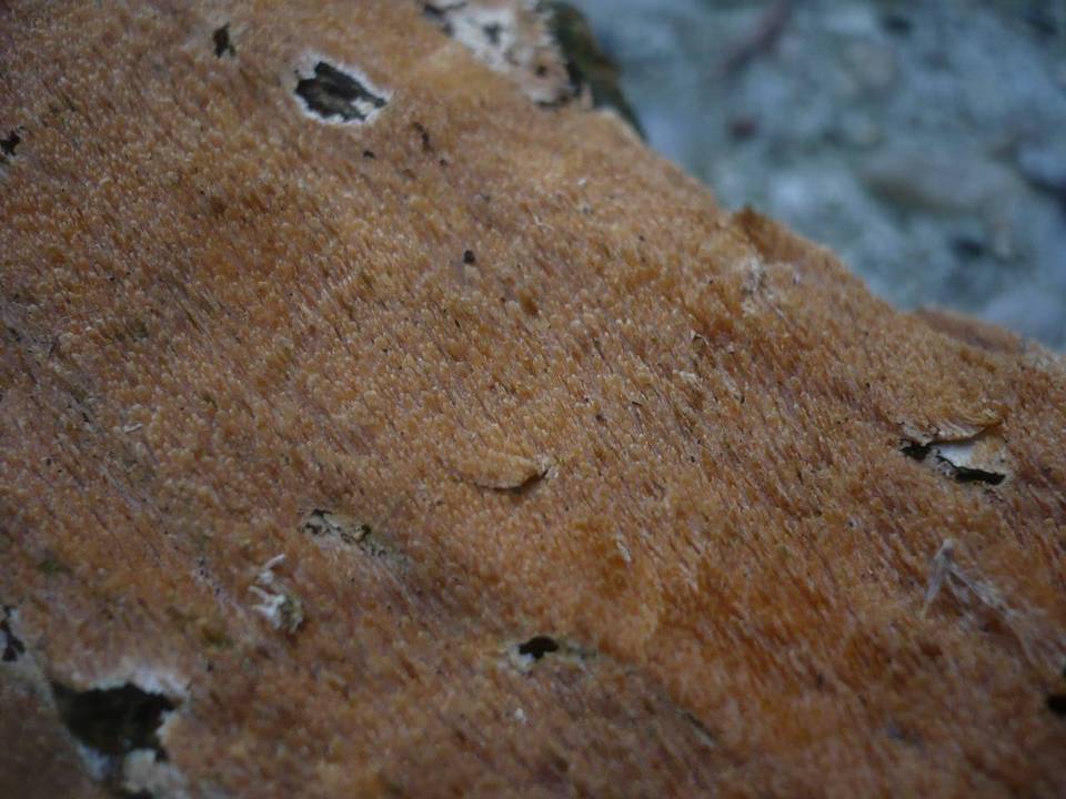 Steccherinum robustius image