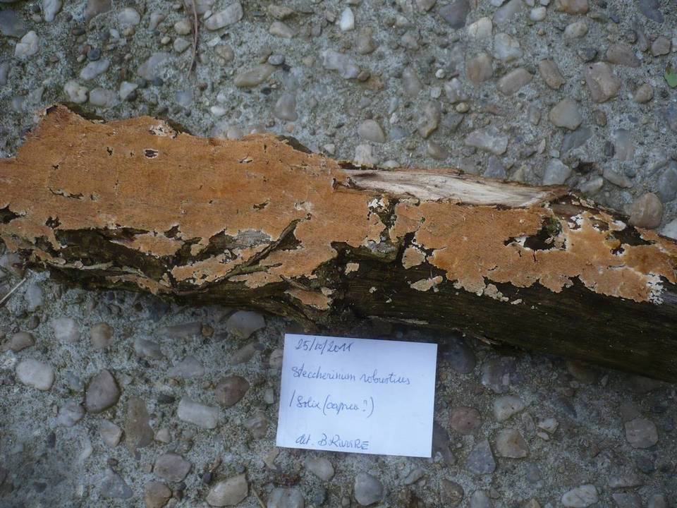 Steccherinum robustius image
