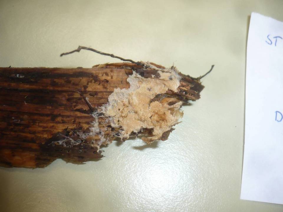 Steccherinum subcrinale image