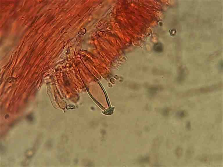 Inocybe bresadolae image