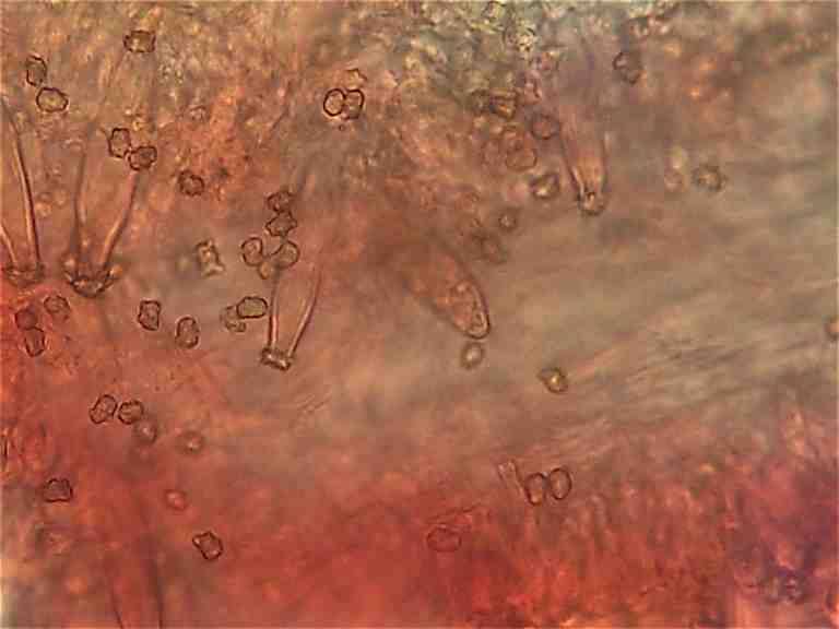 Inocybe bresadolae image