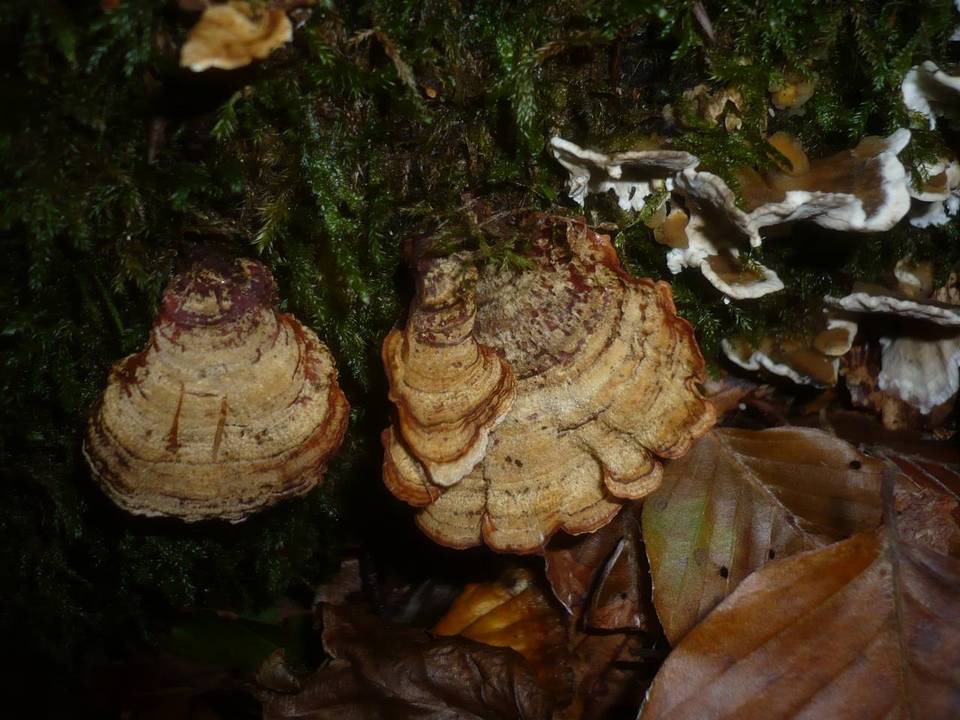 Stereum insignitum image