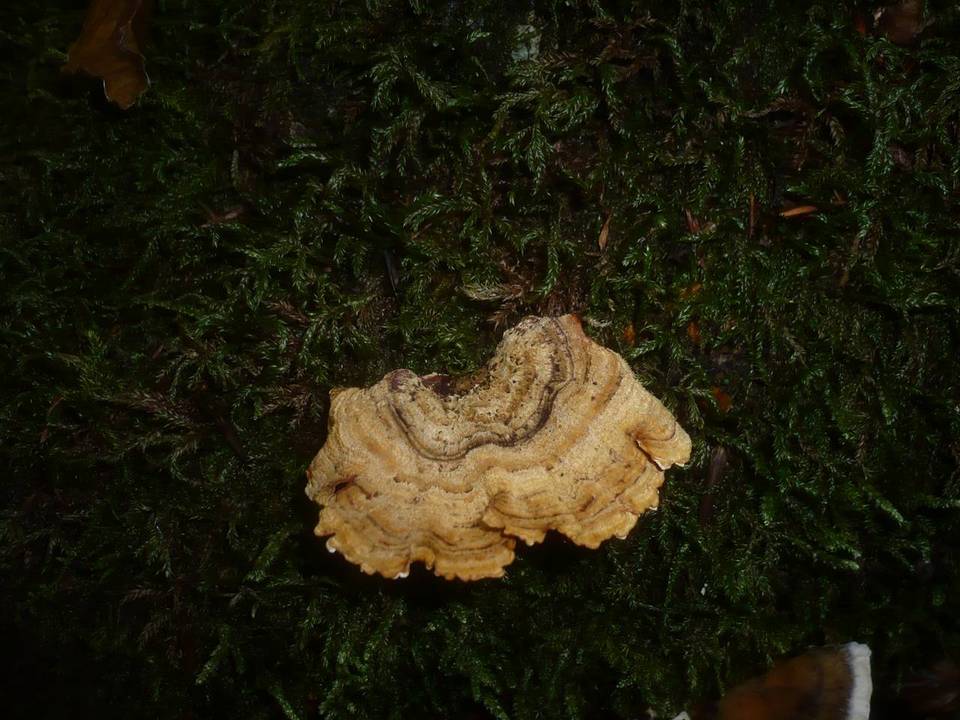 Stereum insignitum image