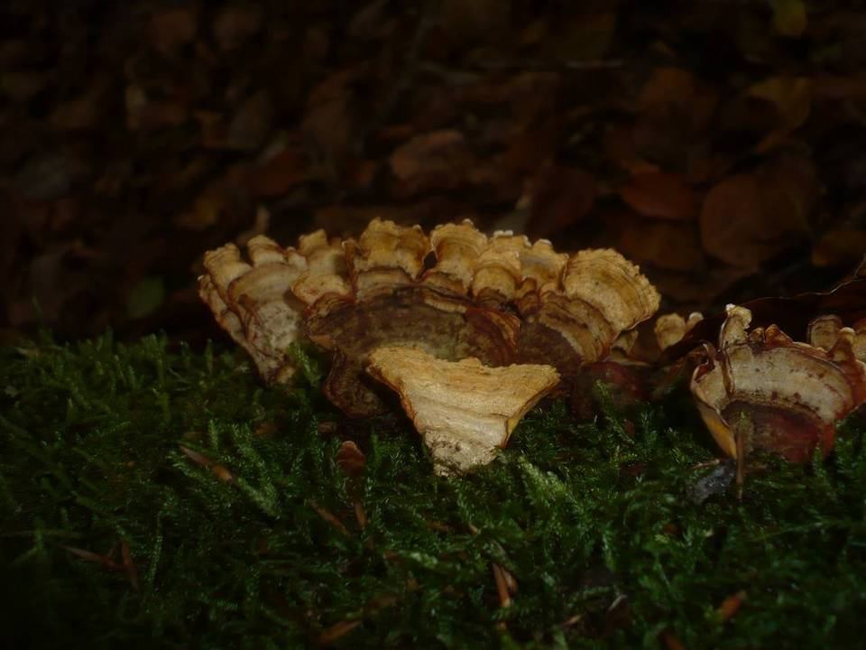 Stereum insignitum image
