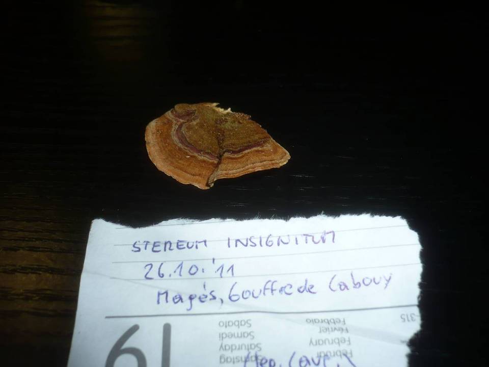 Stereum insignitum image