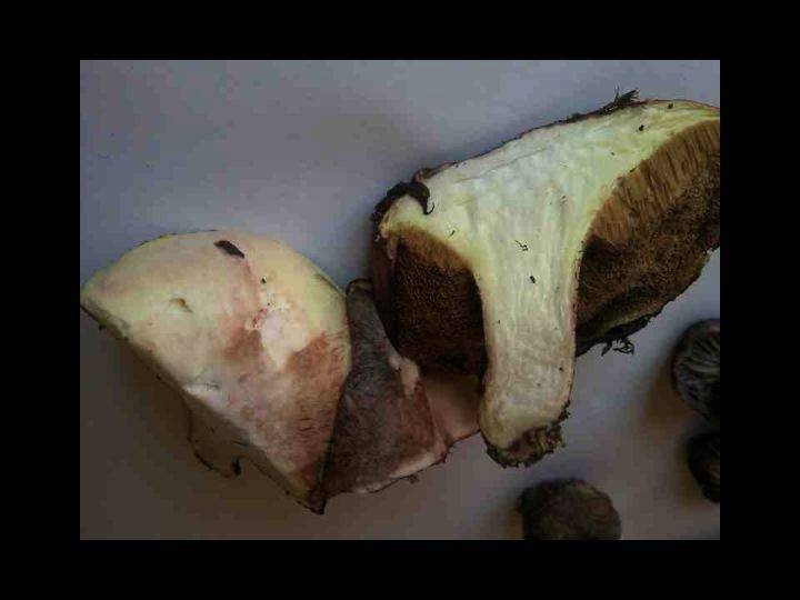 Suillus mediterraneensis image
