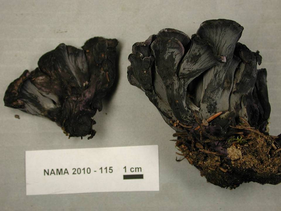 Polyozellus atrolazulinus image