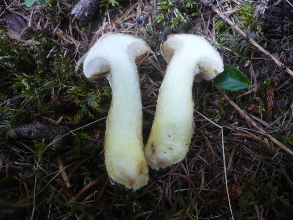 Suillus bresadolae image